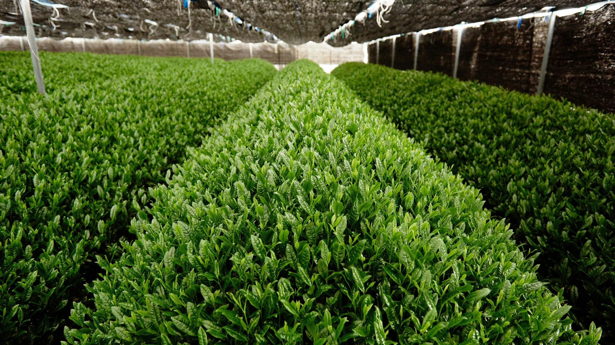 Cây matcha
